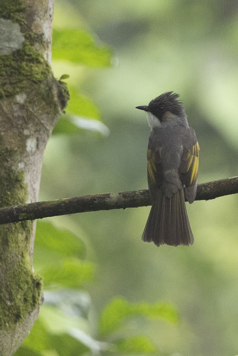 Ashy Bulbul - ML645780735