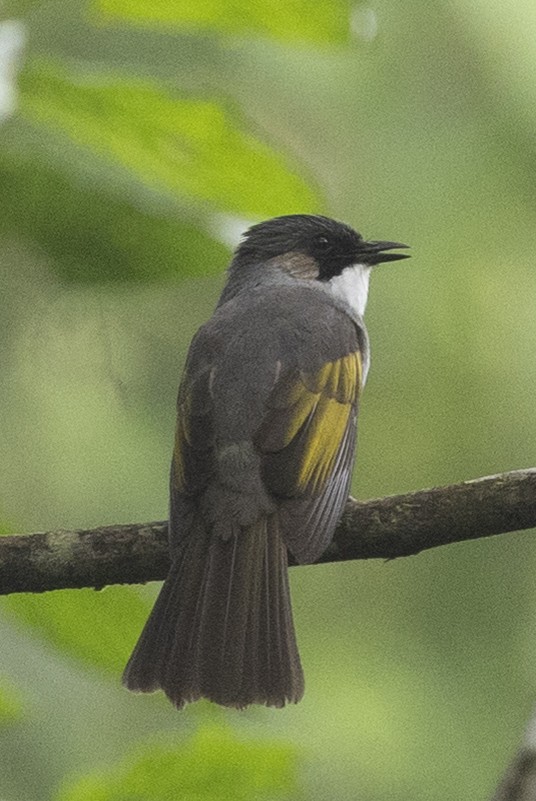 Ashy Bulbul - ML645780736