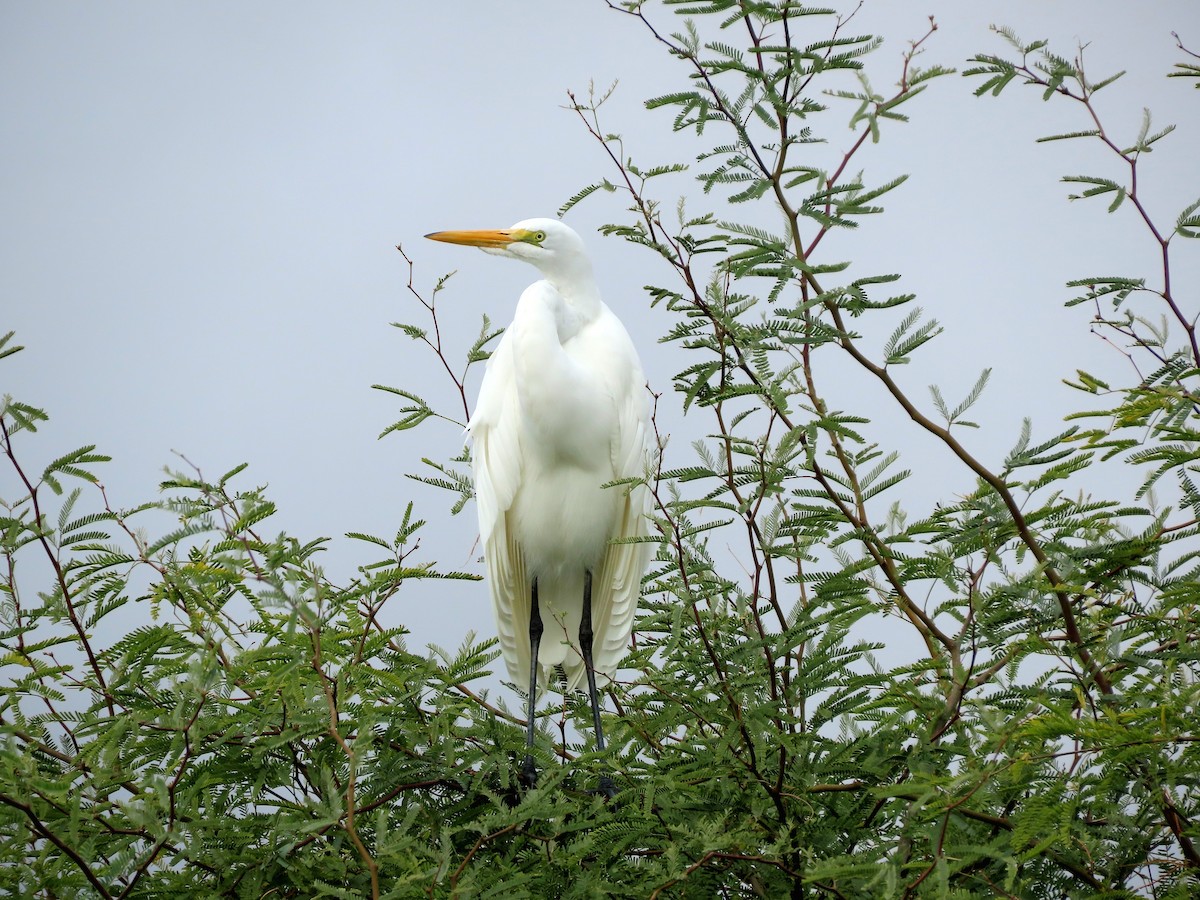 ダイサギ - ML645780738