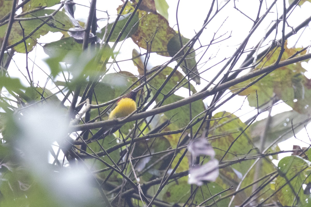 ルリオタイヨウチョウ - ML645780739