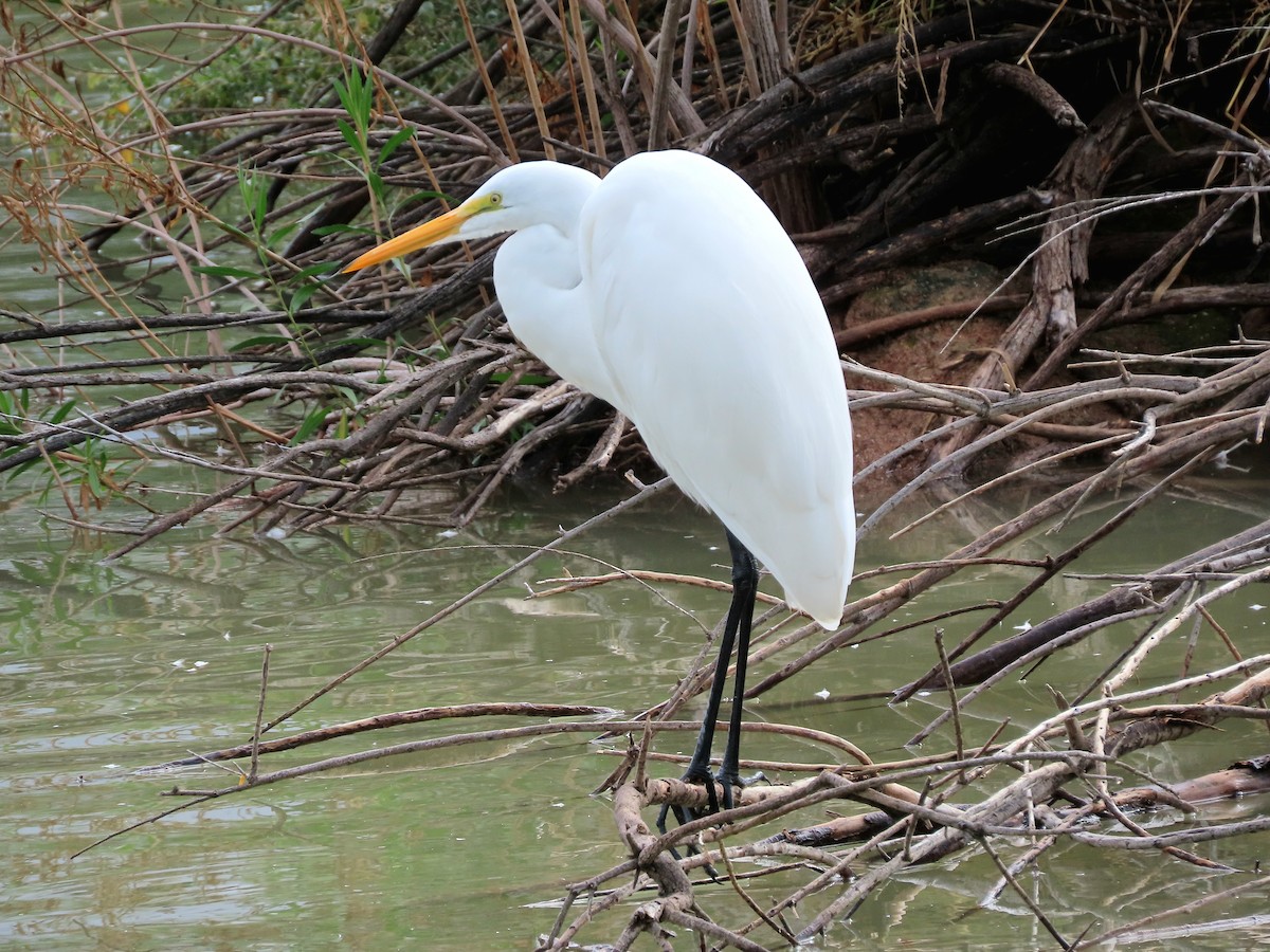 ダイサギ - ML645780740