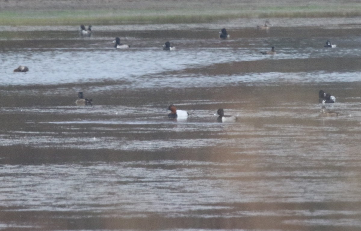 オオホシハジロ - ML645780743