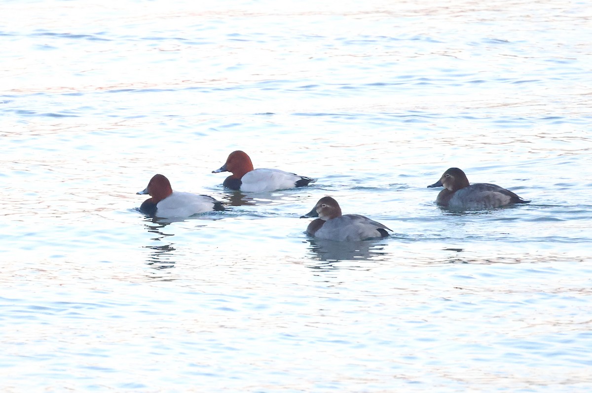 ホシハジロ - ML645780744