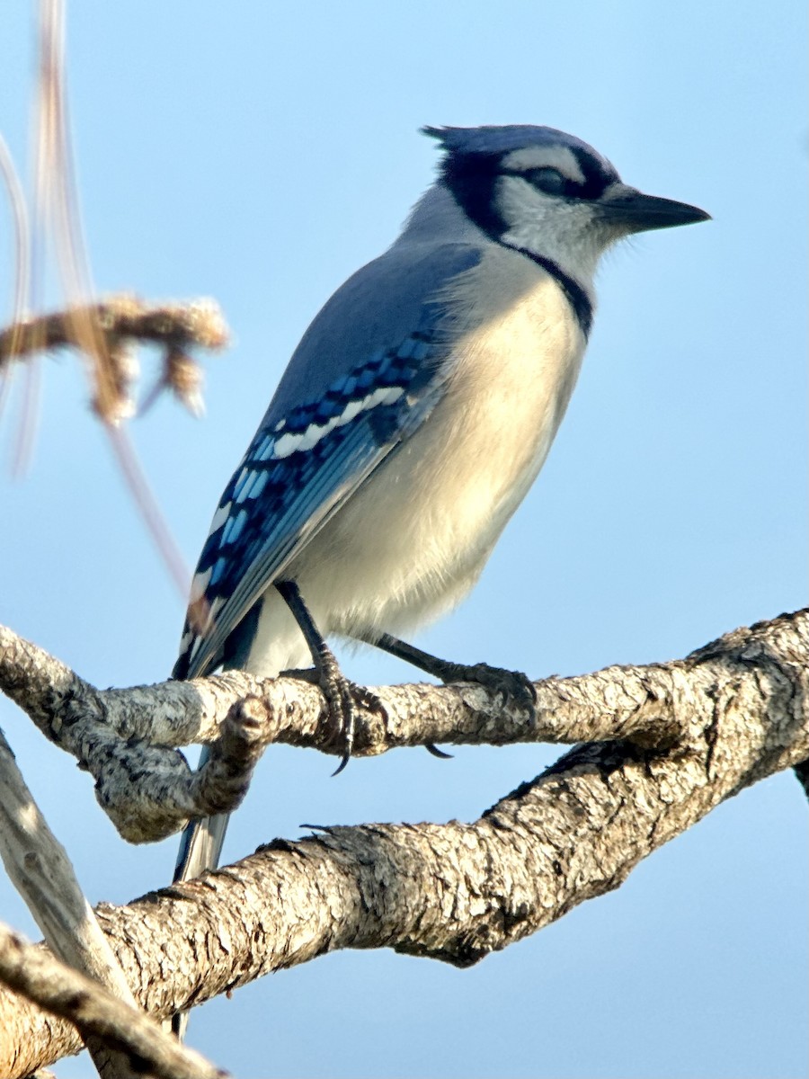 アオカケス - ML645780745