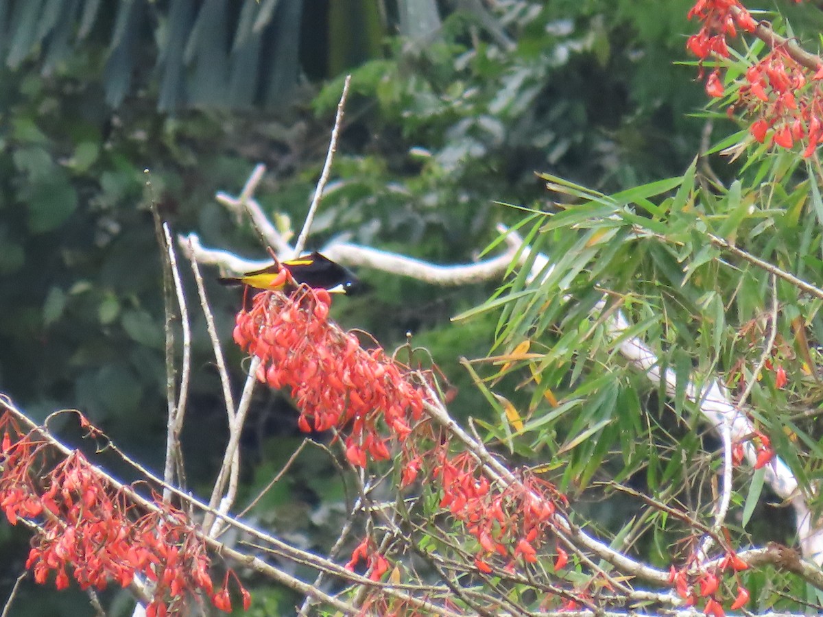 キゴシツリスドリ - ML645780746