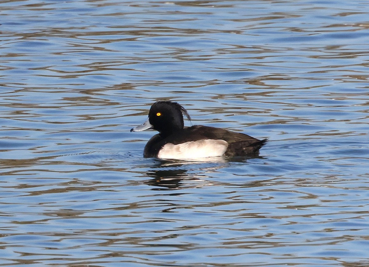 キンクロハジロ - ML645780747