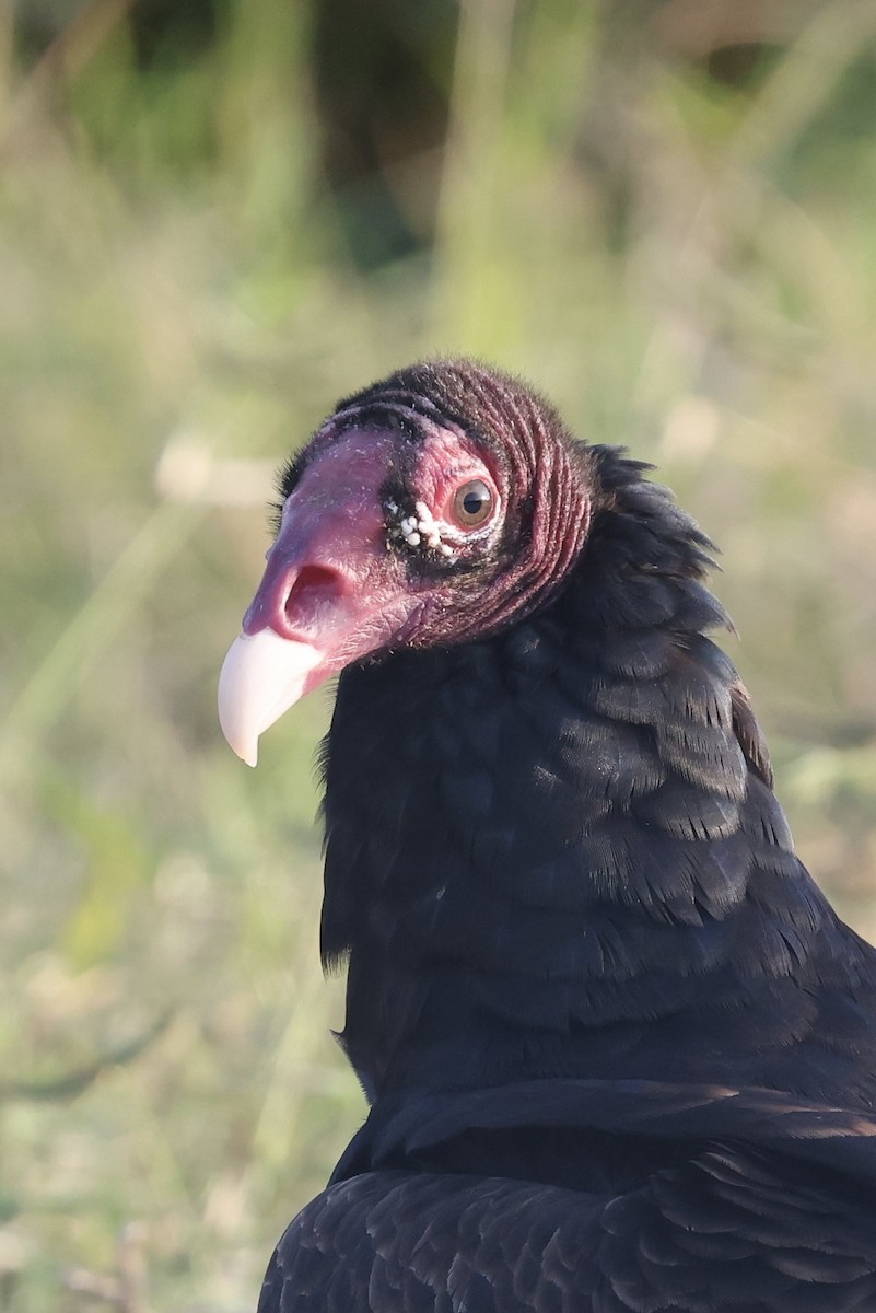 ヒメコンドル - ML645780748