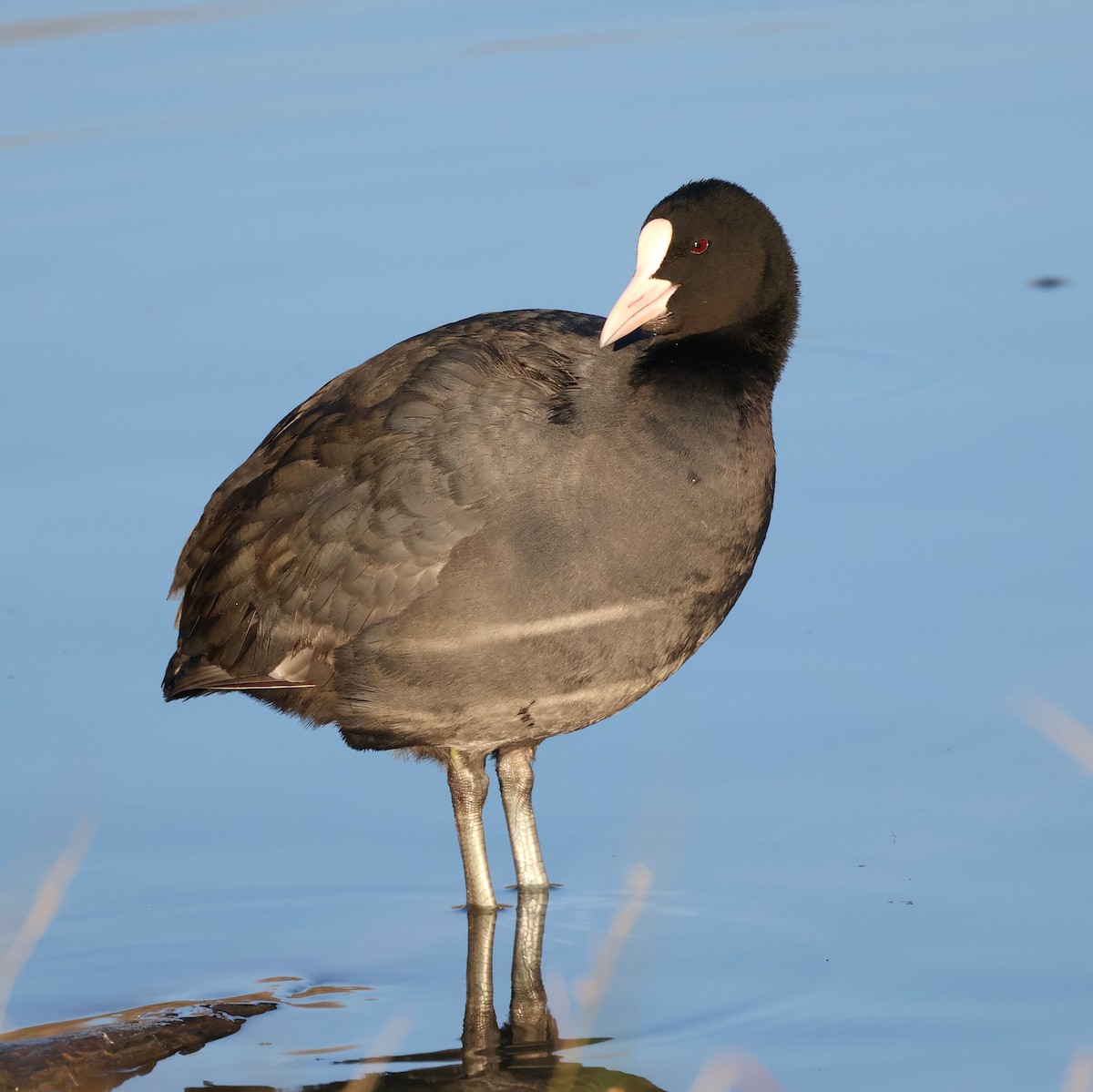 オオバン - ML645780749