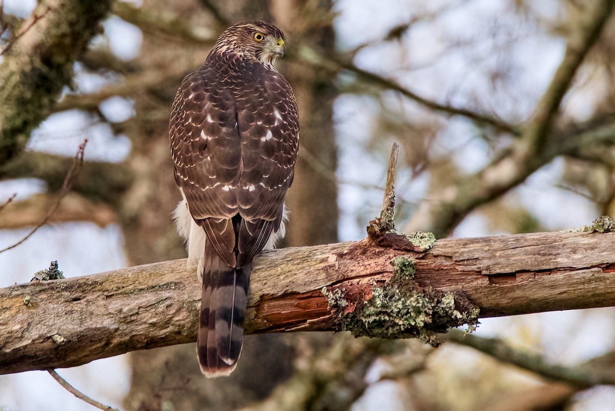 クーパーハイタカ - ML645780750