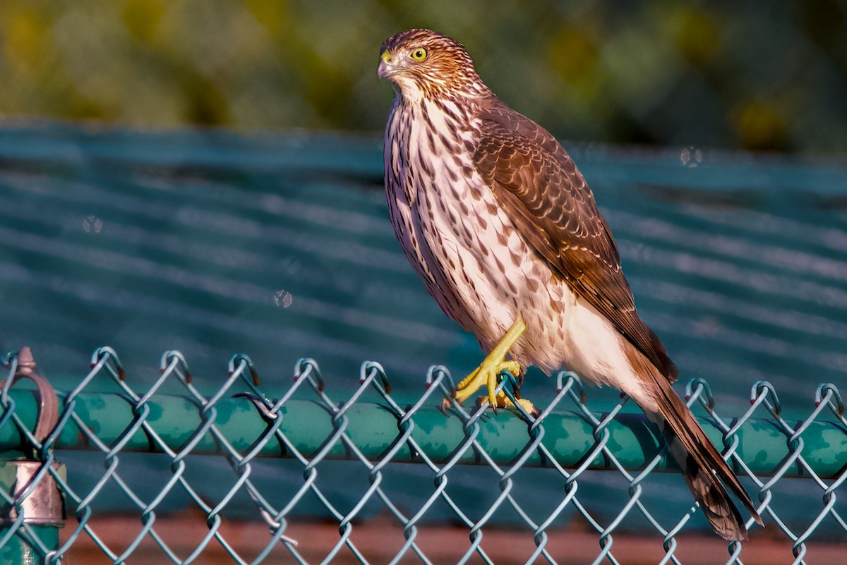 クーパーハイタカ - ML645780751