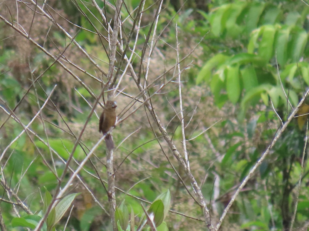 クロハシコメワリ - ML645780752