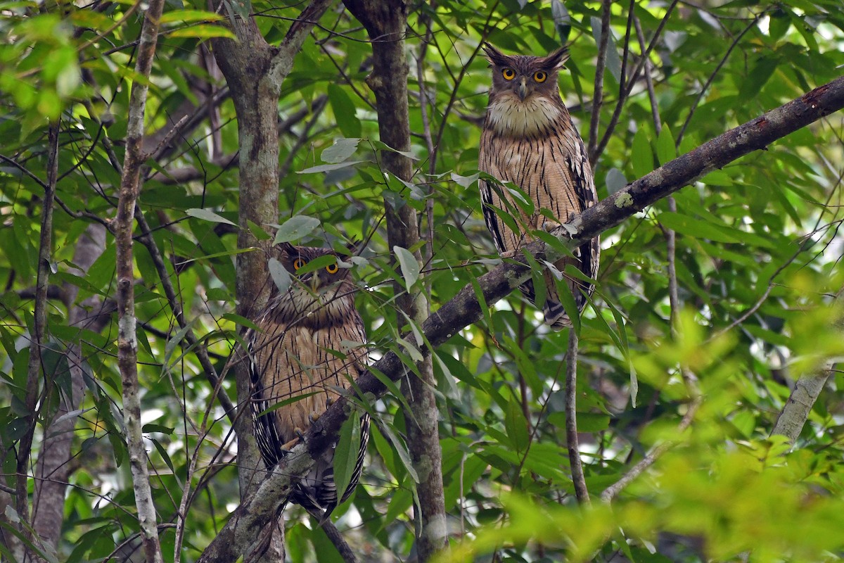 Grand-duc brun (groupe zeylonensis) - ML645780754