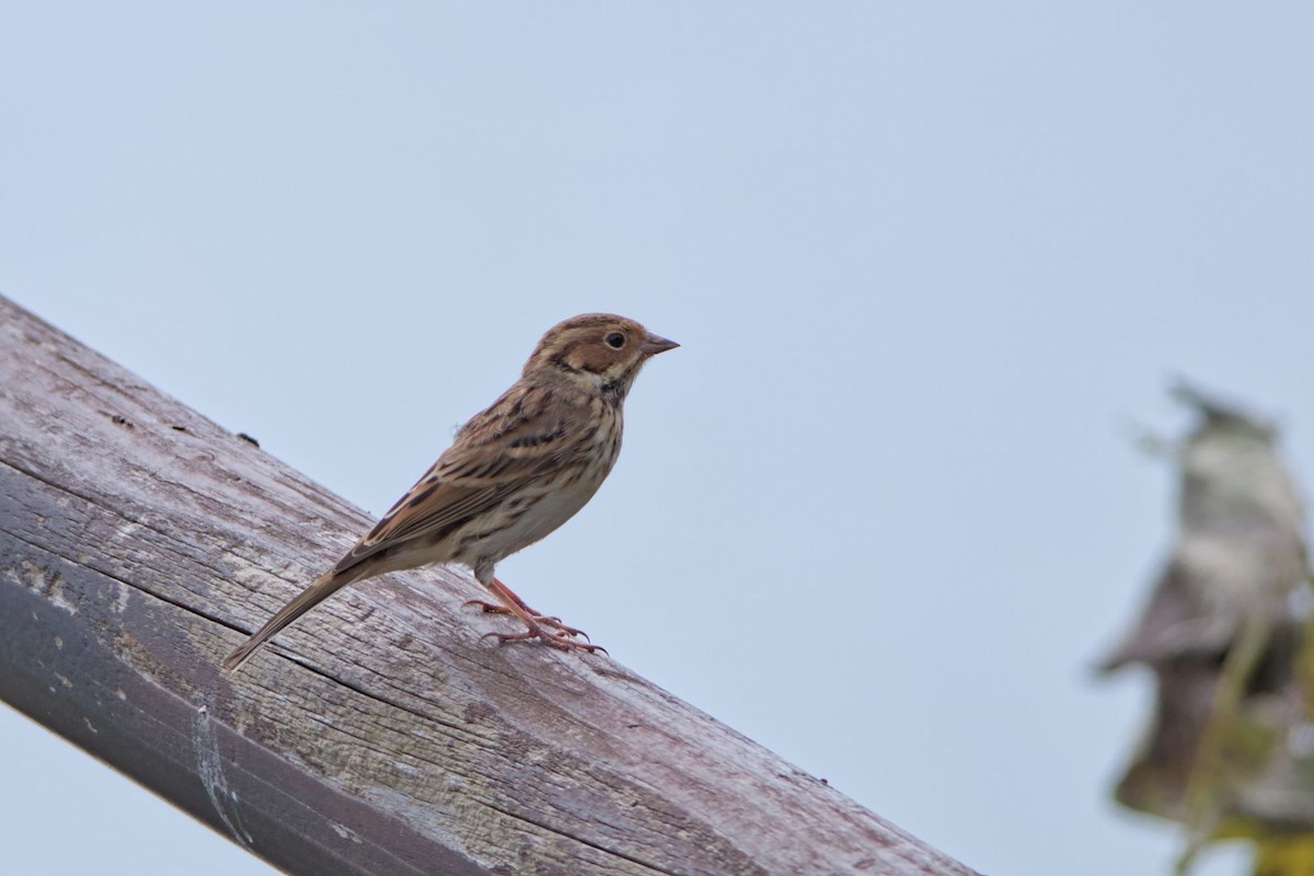 コホオアカ - ML645780755