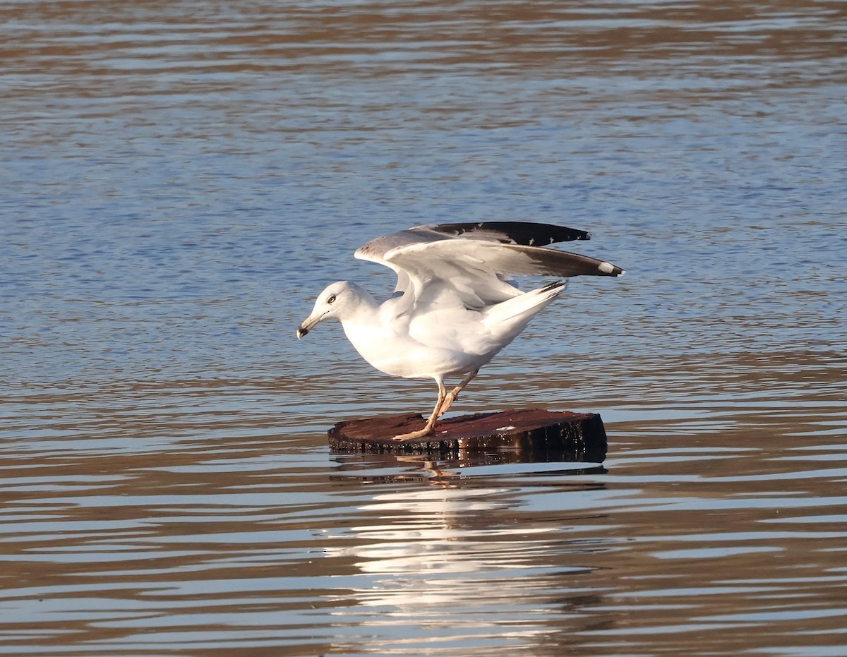 カスピセグロカモメ - ML645780756