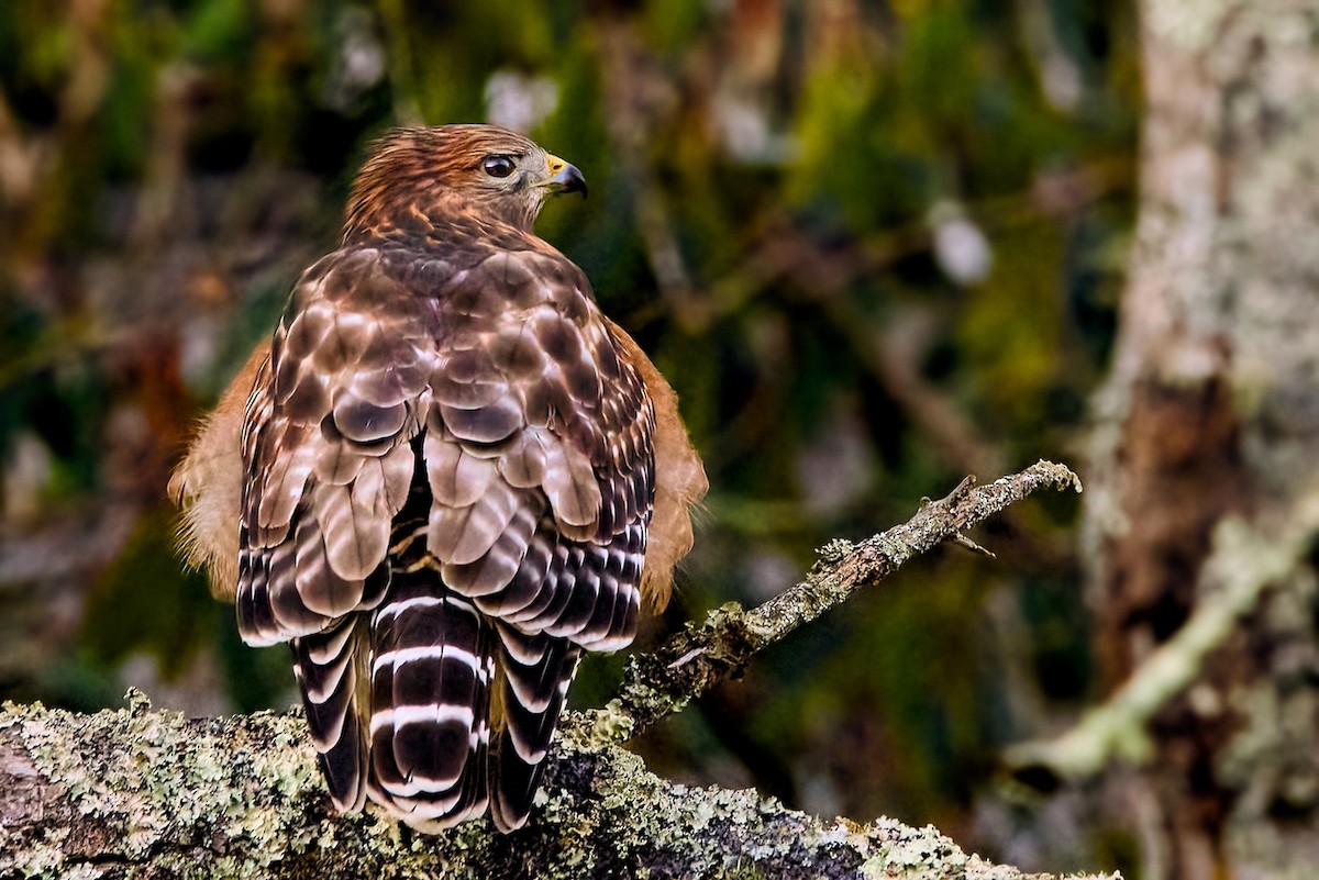 カタアカノスリ - ML645780758