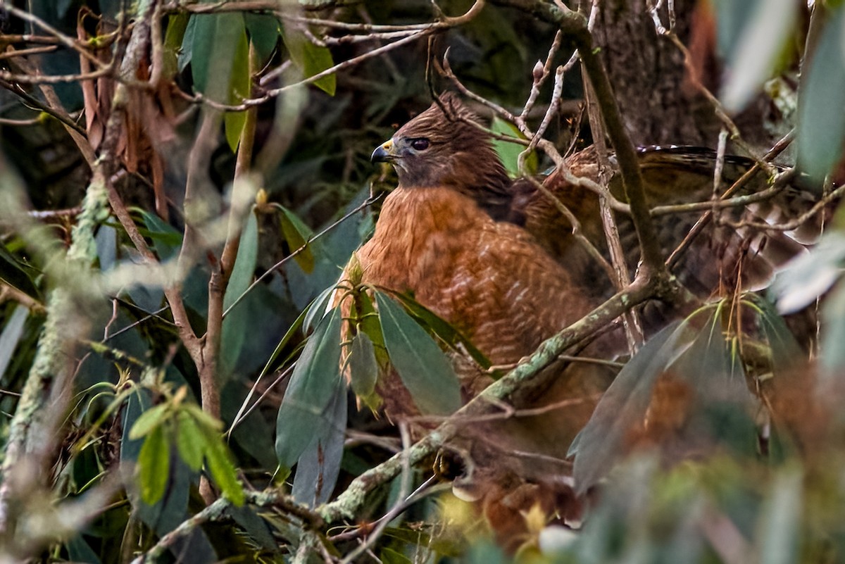 カタアカノスリ - ML645780759