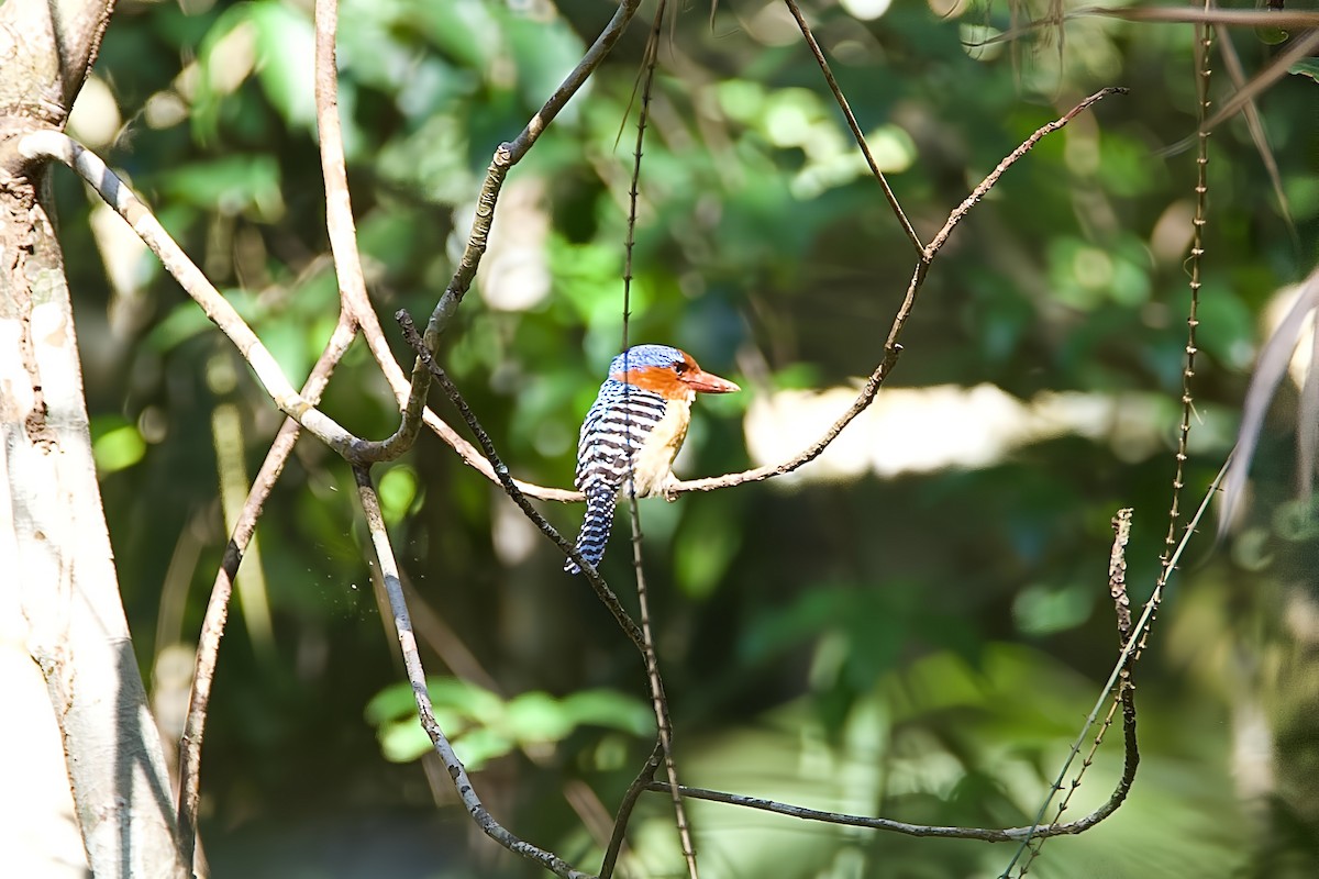 カザリショウビン - ML645780760