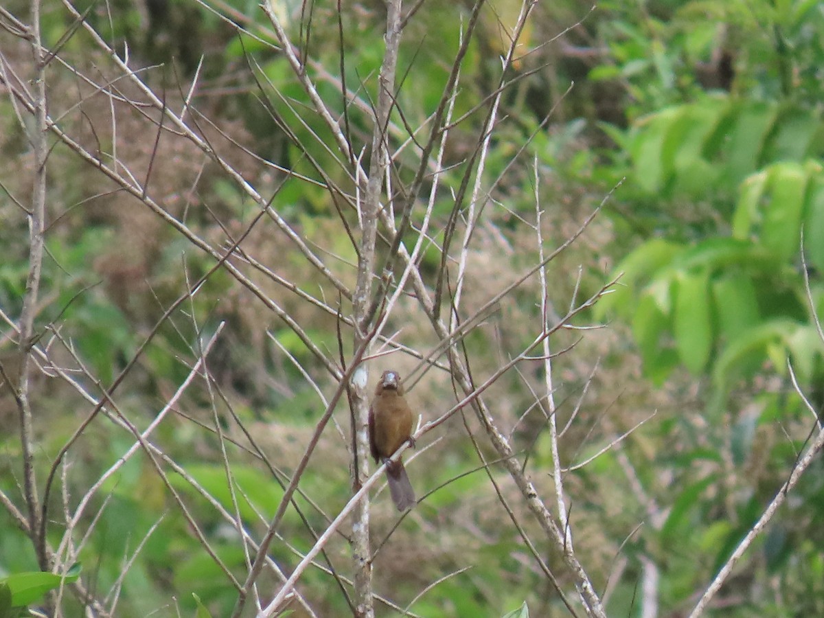 クロハシコメワリ - ML645780761