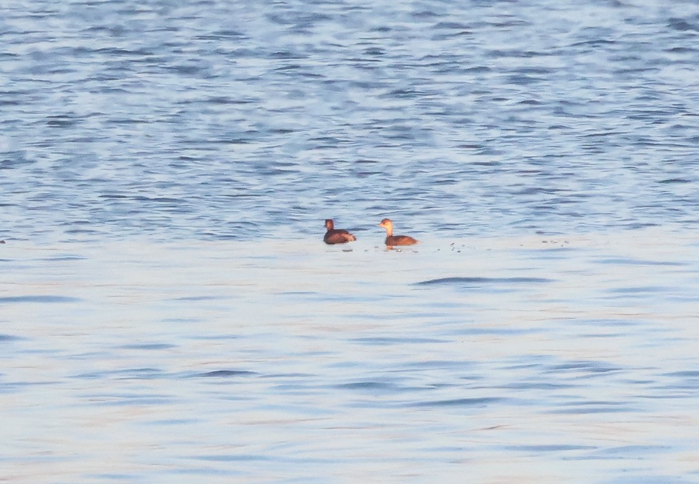 カイツブリ - ML645780762