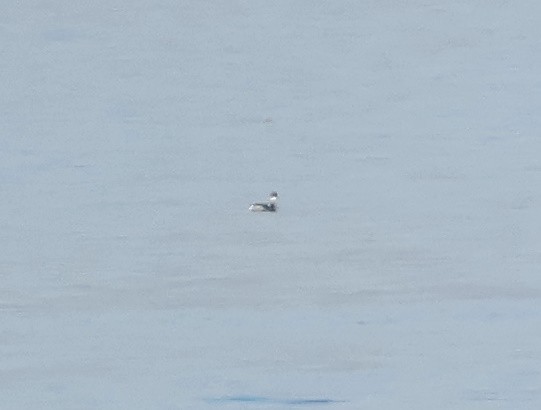 ハジロカイツブリ - ML645780763