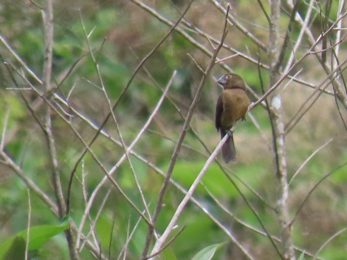 クロハシコメワリ - ML645780766