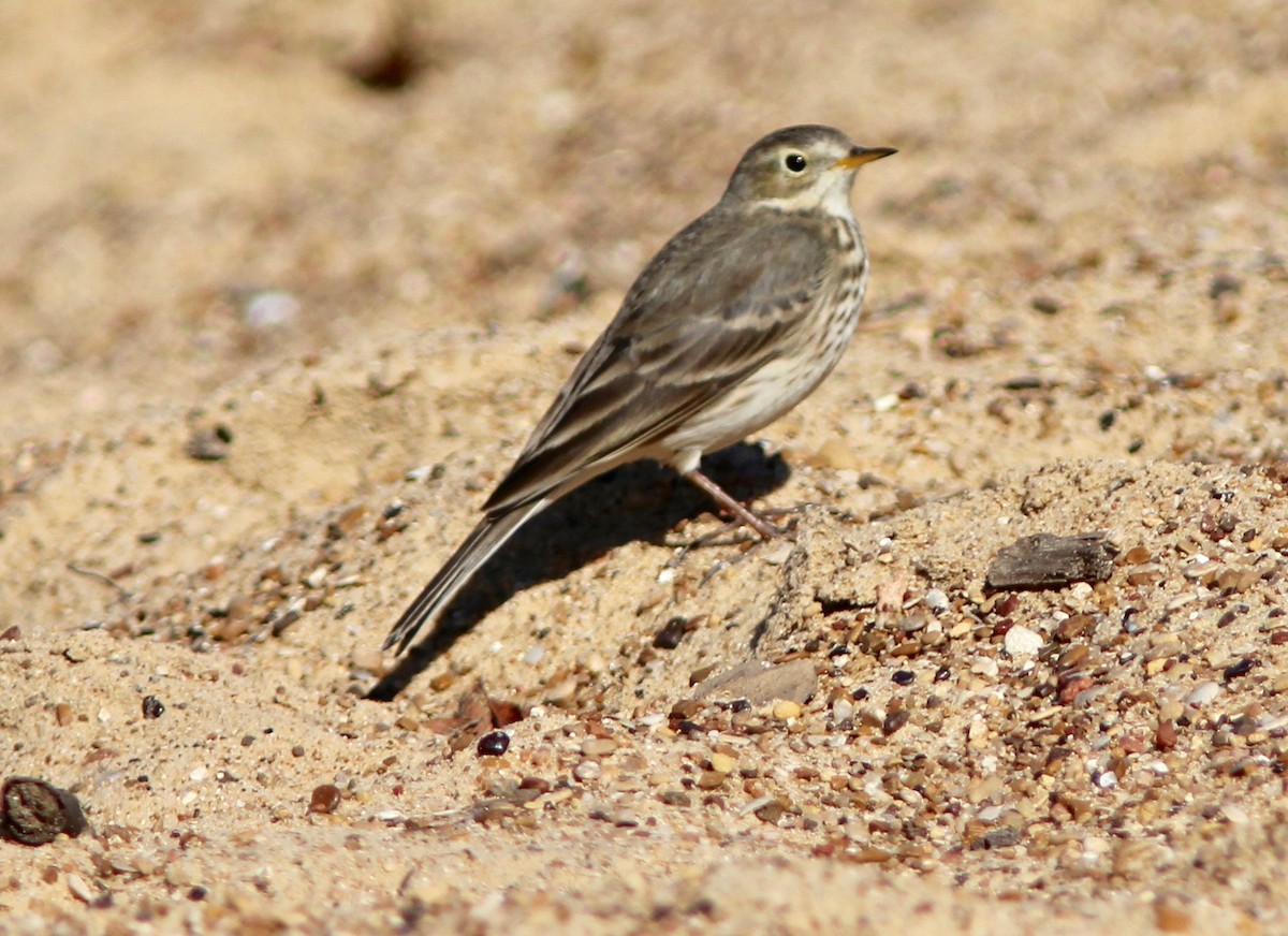 アメリカタヒバリ - ML645780767