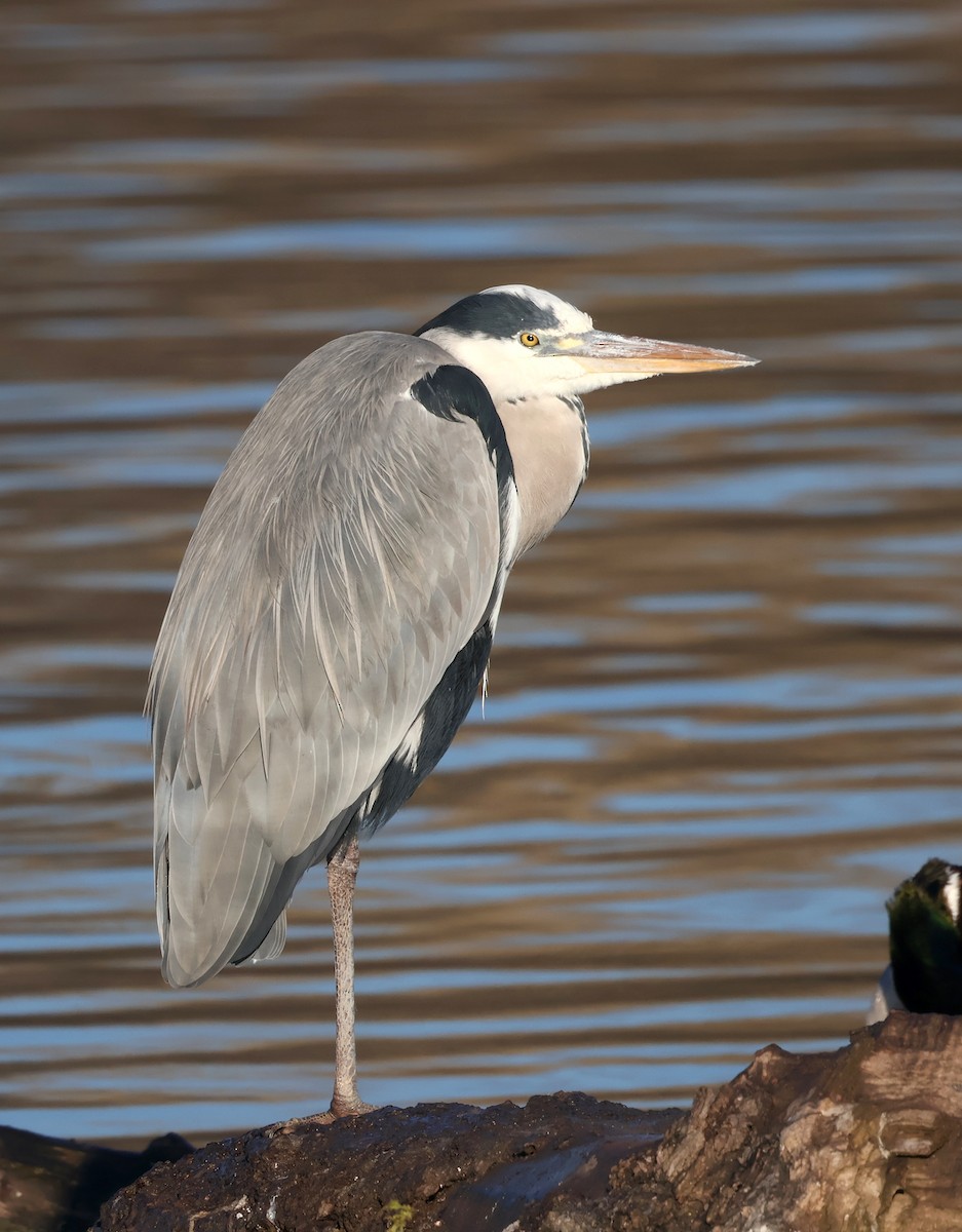 アオサギ - ML645780768