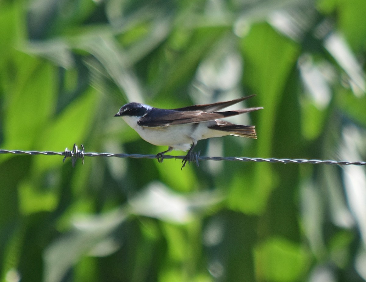 コシジロミドリツバメ - ML645780770