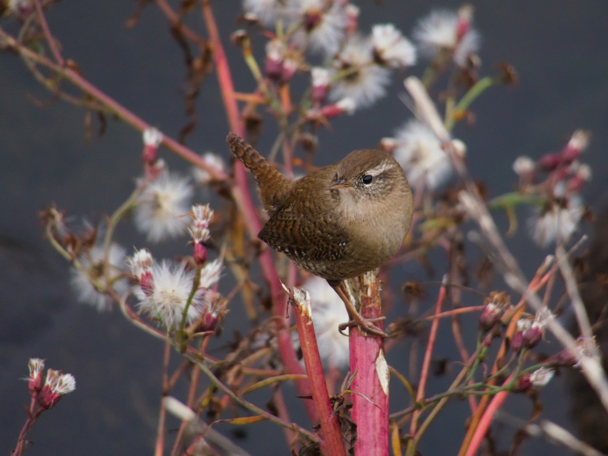 鷦鷯 - ML645780774