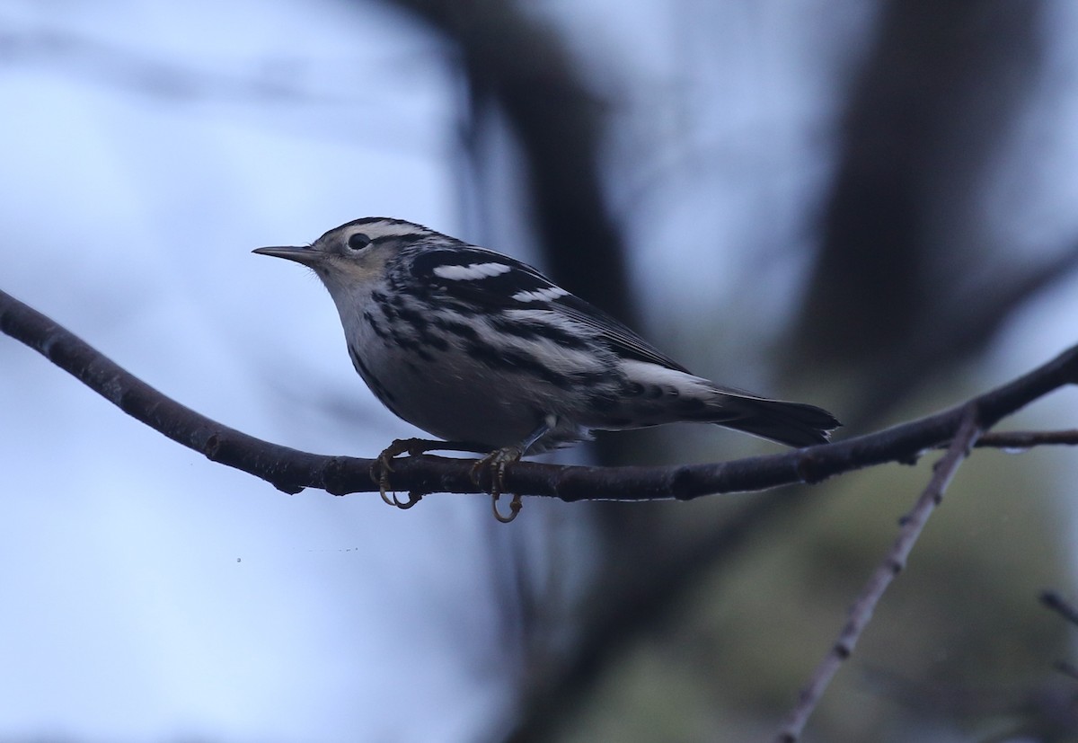 Black-and-white Warbler - ML645780779