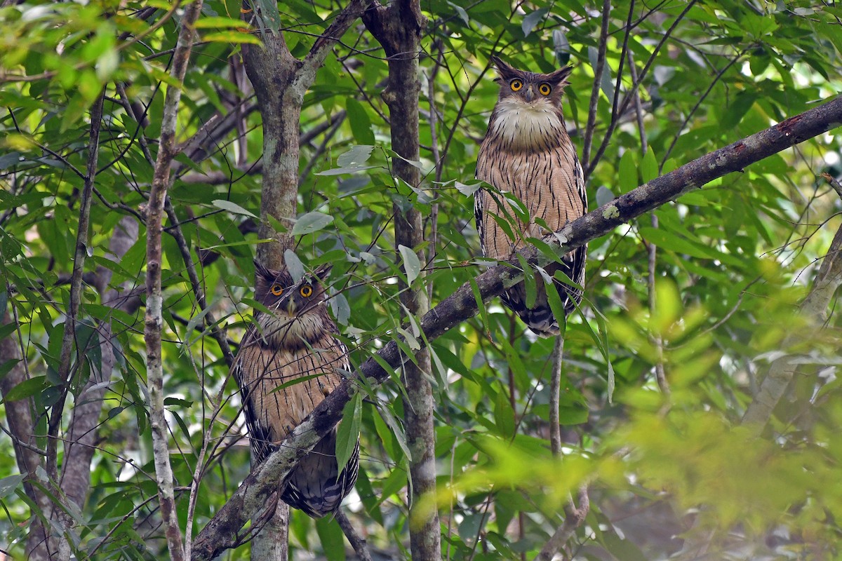 Grand-duc brun (groupe zeylonensis) - ML645780784