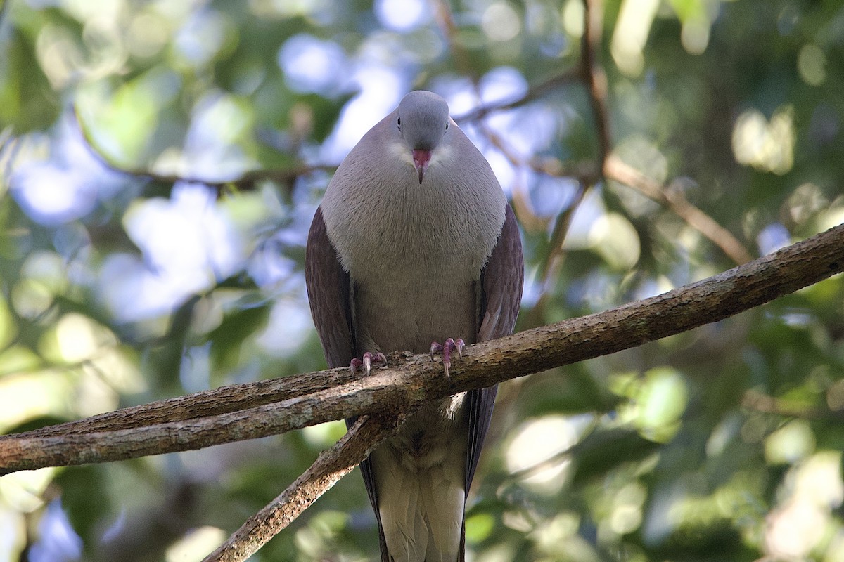 Mountain Imperial-Pigeon - ML645780787