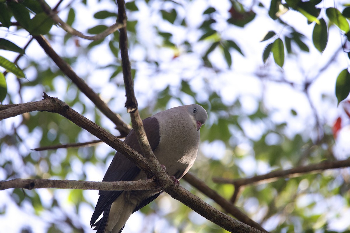 Mountain Imperial-Pigeon - ML645780788