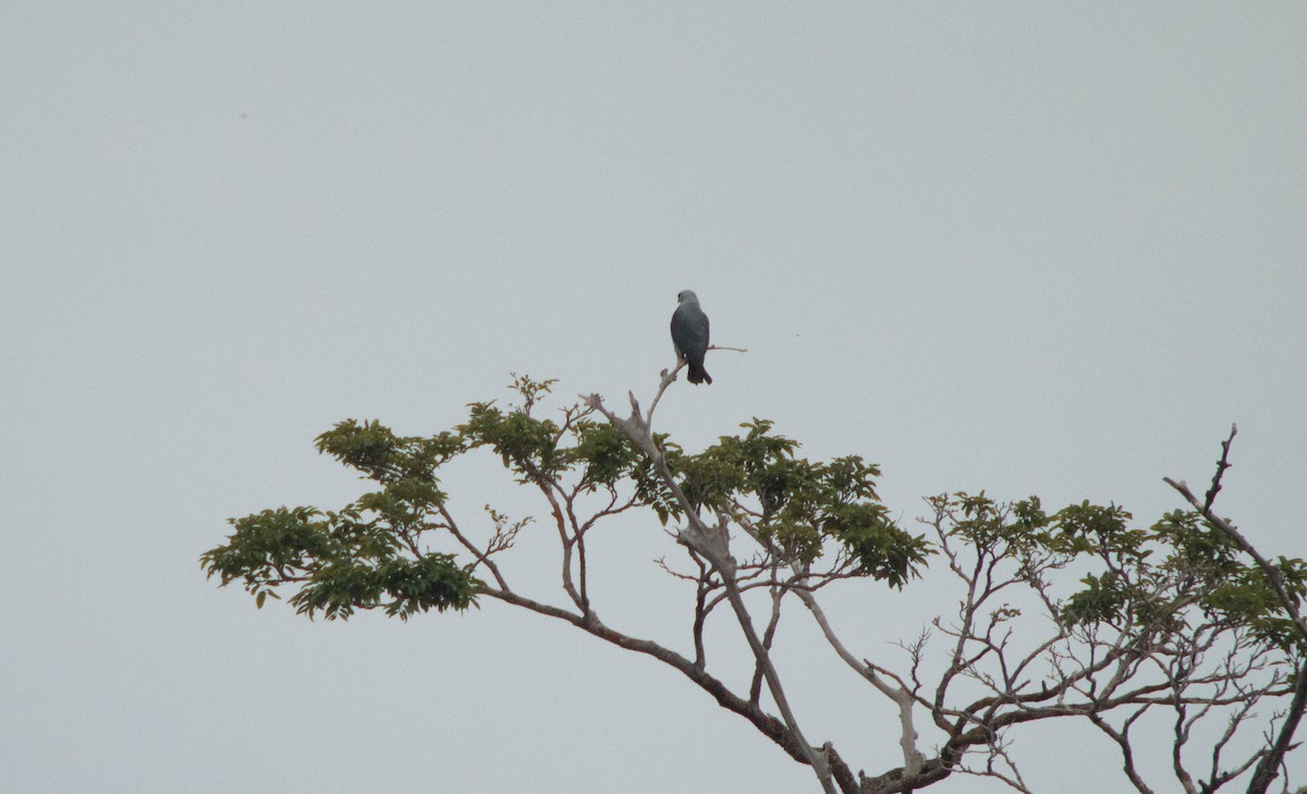 Plumbeous Kite - ML645780790
