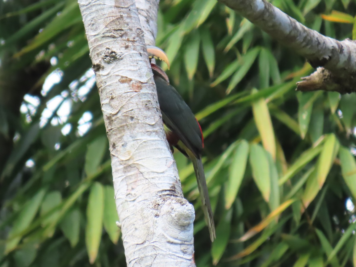 Chestnut-eared Aracari - ML645780793