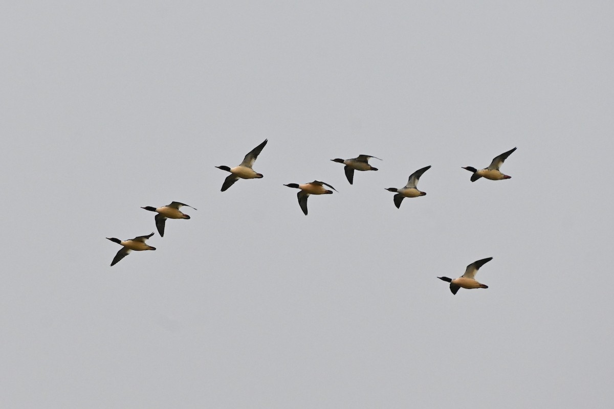 morčák velký - ML645780795