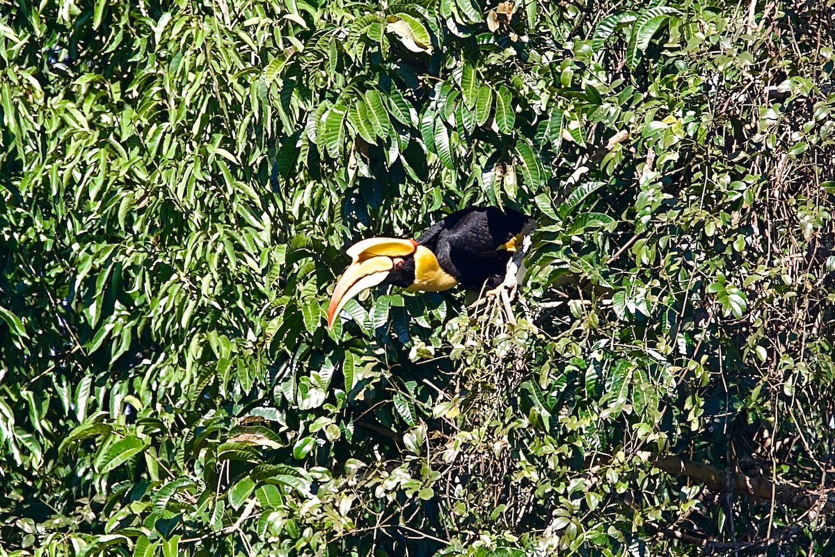 Great Hornbill - ML645780797