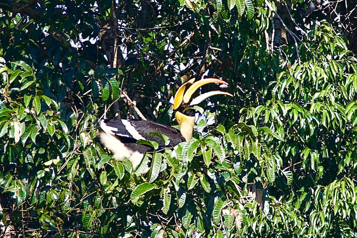 Great Hornbill - ML645780798