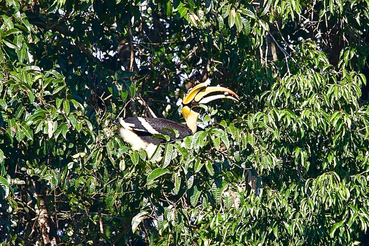 Great Hornbill - ML645780799
