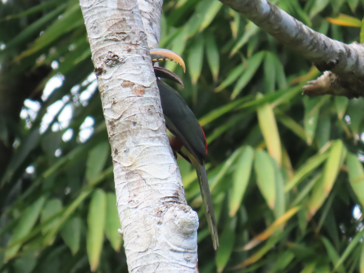 Chestnut-eared Aracari - ML645780800
