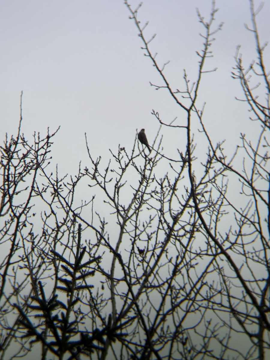 Pine Grosbeak (Taiga) - ML645780802