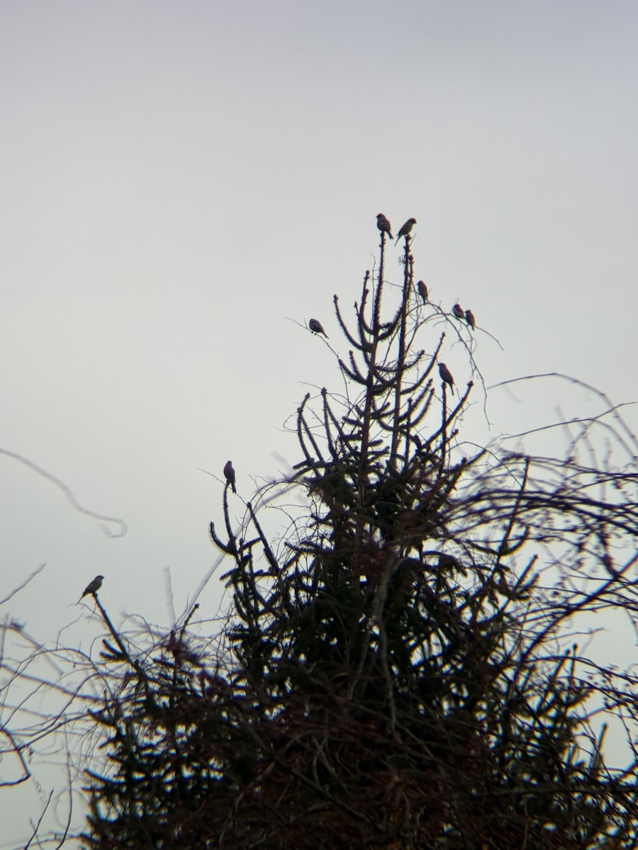 Pine Grosbeak (Taiga) - ML645780803