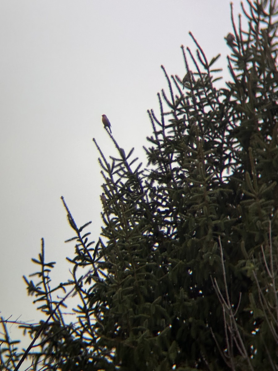 Pine Grosbeak (Taiga) - ML645780804