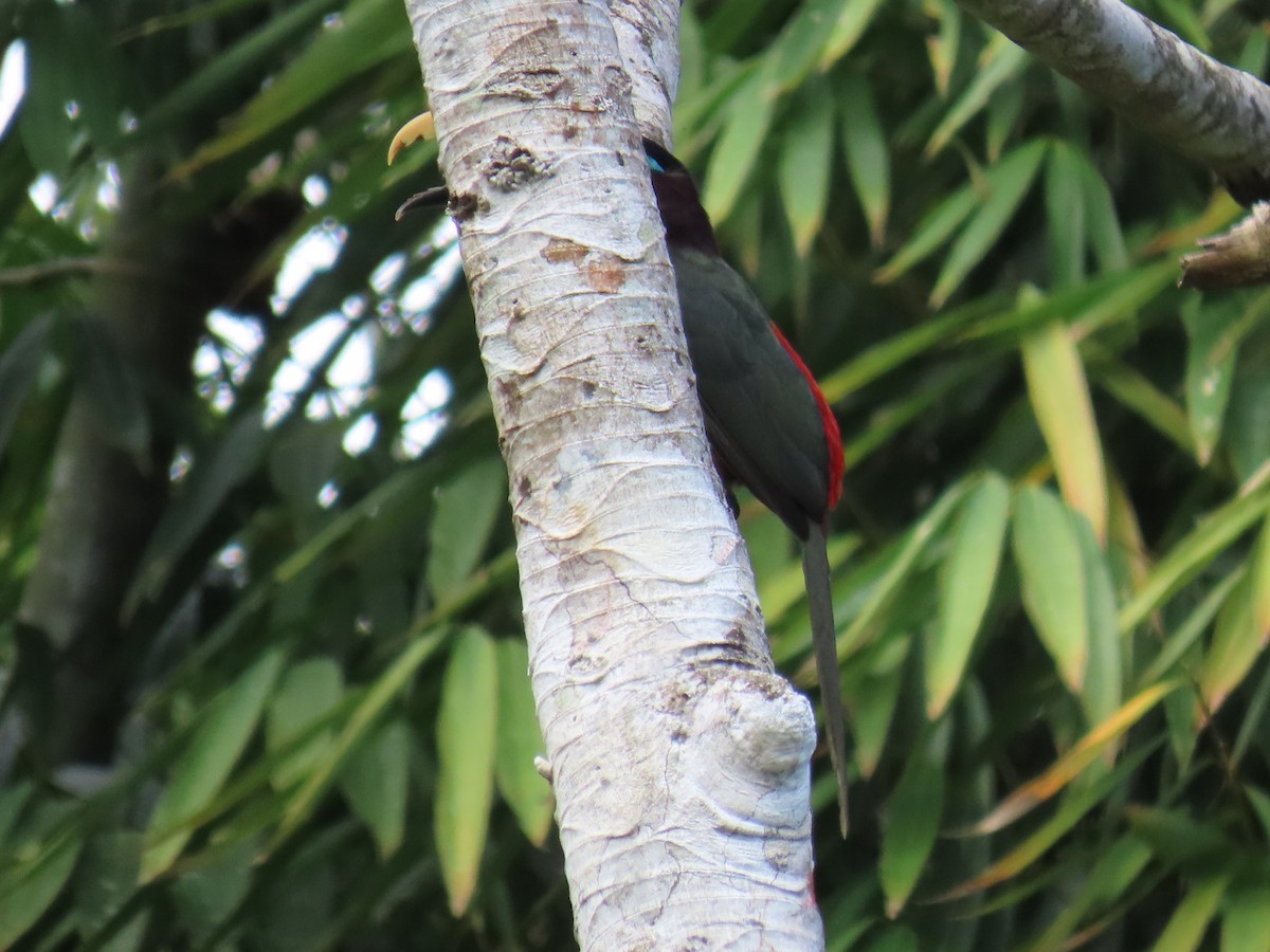Chestnut-eared Aracari - ML645780805