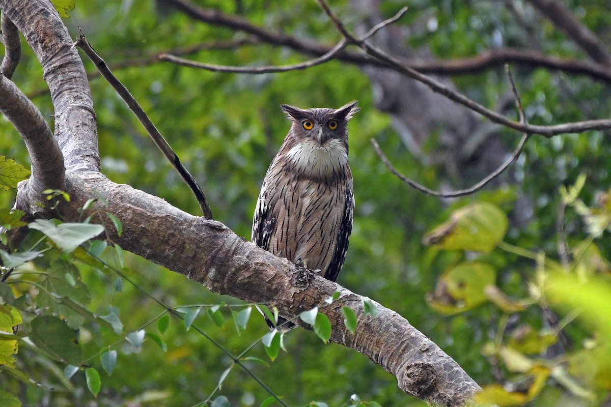 Grand-duc brun (groupe zeylonensis) - ML645780806