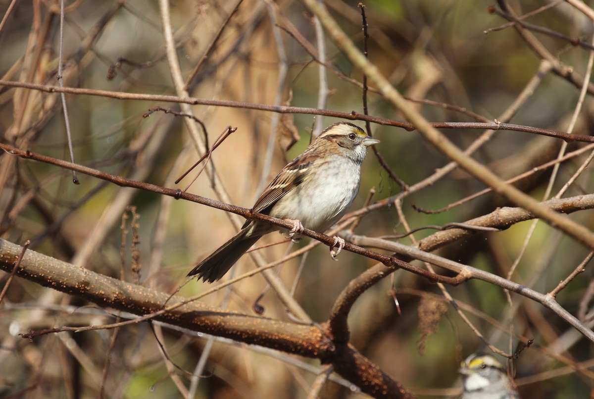 White-throated Sparrow - ML645780807