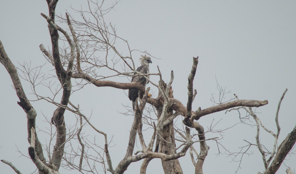 Harpy Eagle - ML645780810