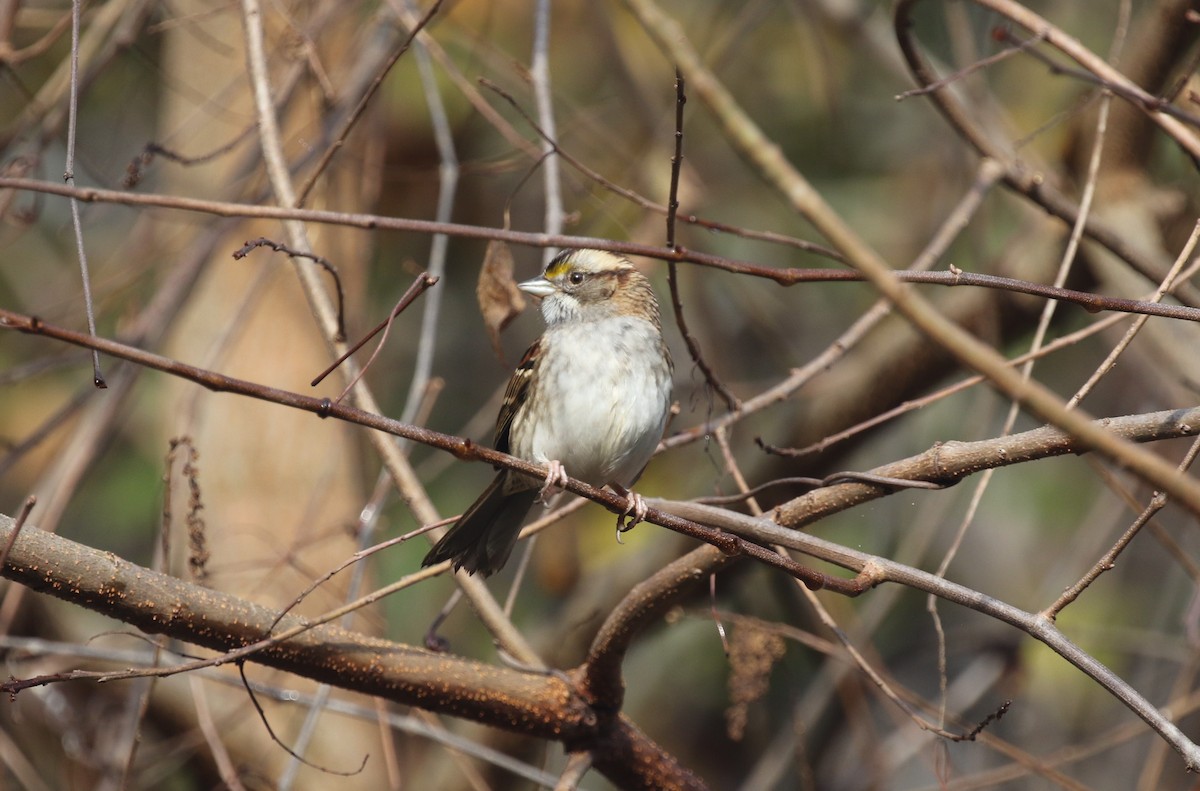 White-throated Sparrow - ML645780811