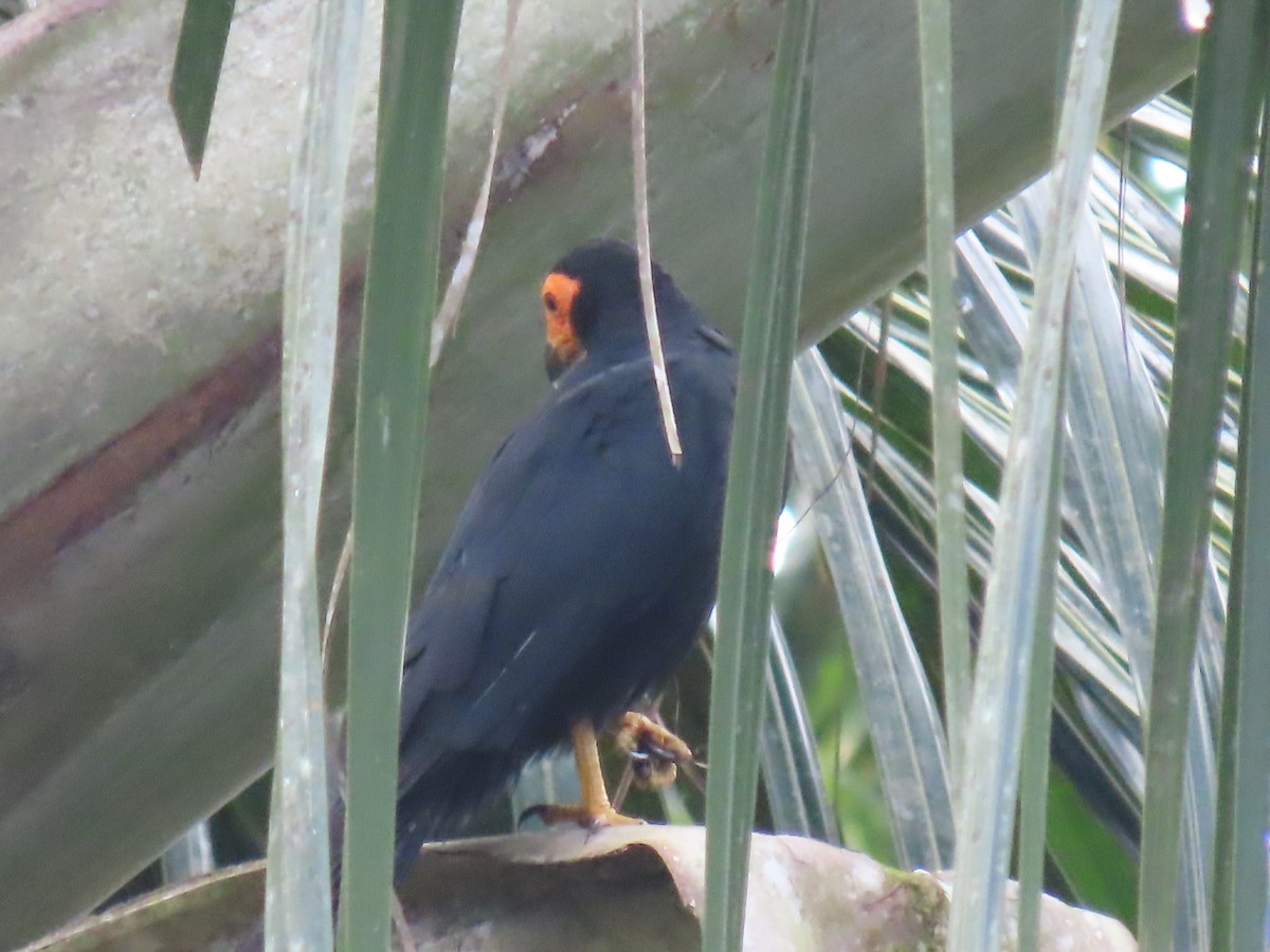 Siyah Karakara - ML645780812