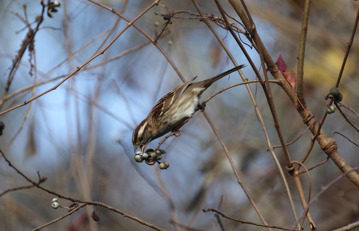 White-throated Sparrow - ML645780813